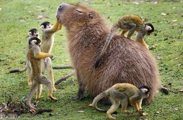 How Capybaras Get Along with Other Animals