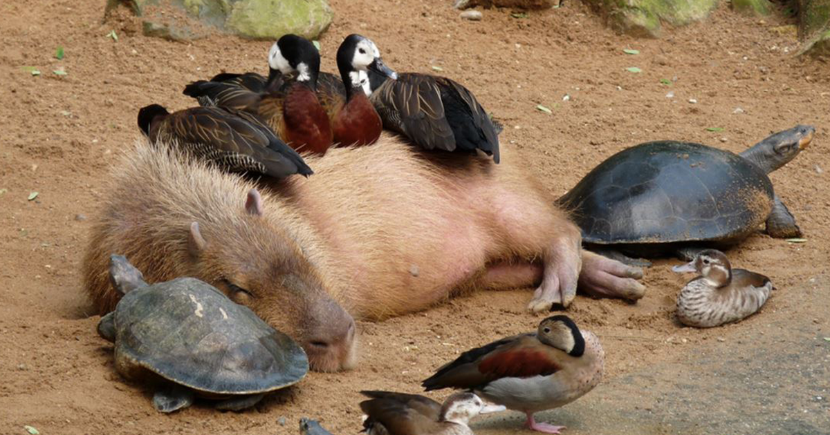 How Capybaras Get Along with Other Animals