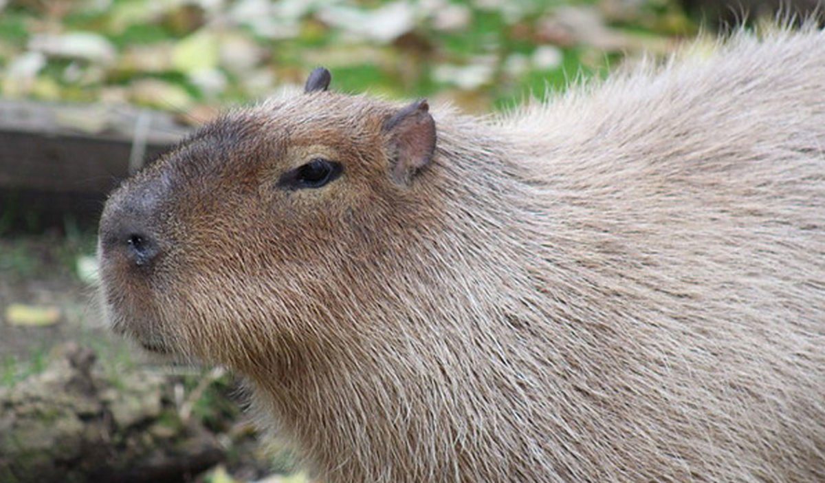 How to Adopt a Capybara from the Zoo