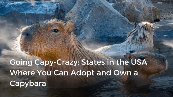 How to Adopt a Capybara from the Zoo