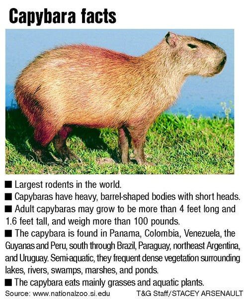 How to Find and Capture a Capybara by Text