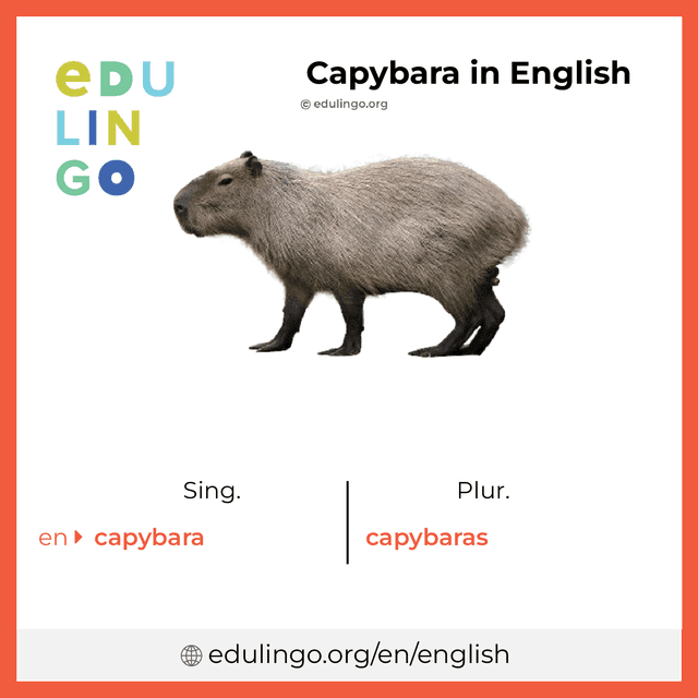 How to Say Capybara in English