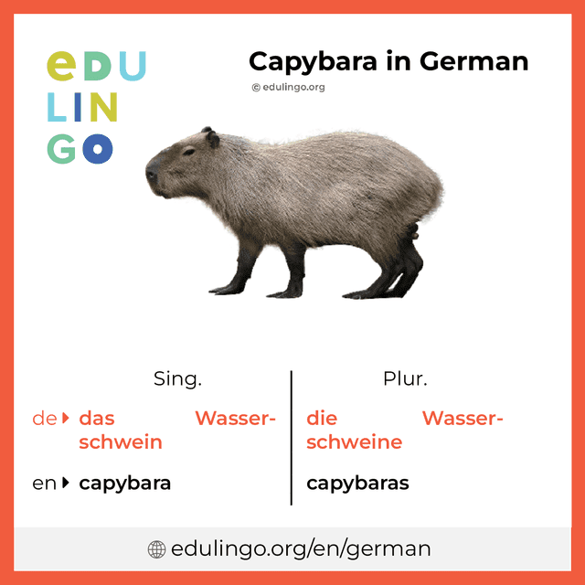 How to Say Capybara in German