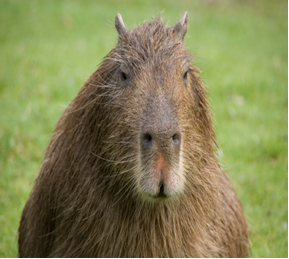 How to Say Capybara in Spanish
