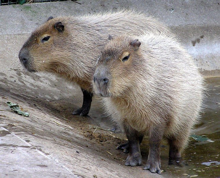 Hydrochoerus hydrochaeris: The Scientific Name of the Capybara