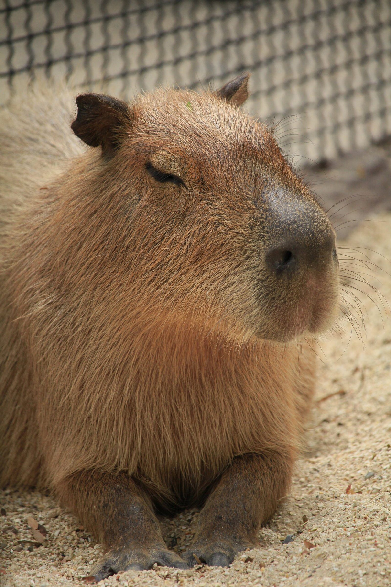 Is it legal to own a capybara as a pet in the UK?