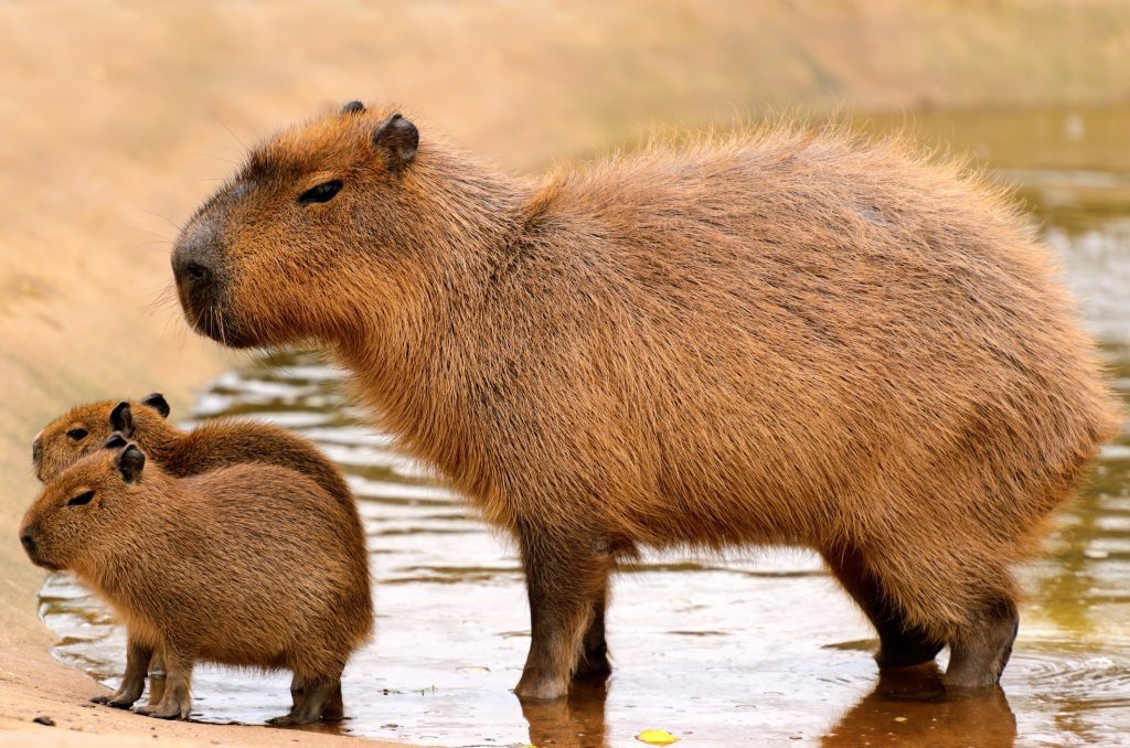 Is owning a capybara legal in Maryland?