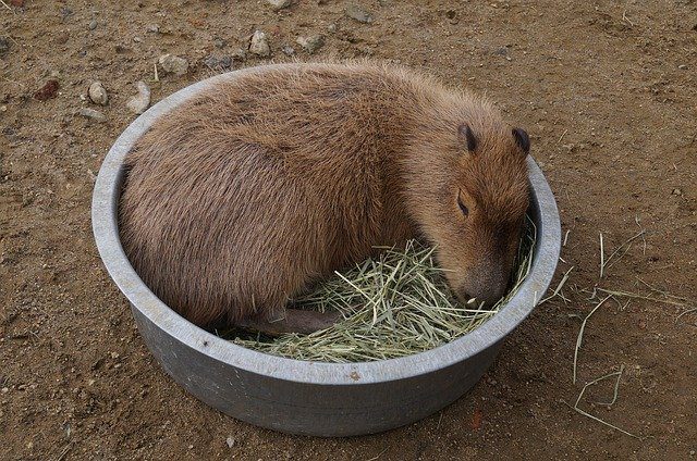 Is owning a capybara legal in Maryland?