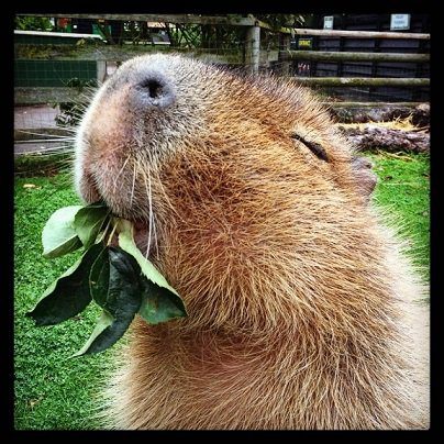 Meet the Adorable Capybara Residents of Shepreth Wildlife Park