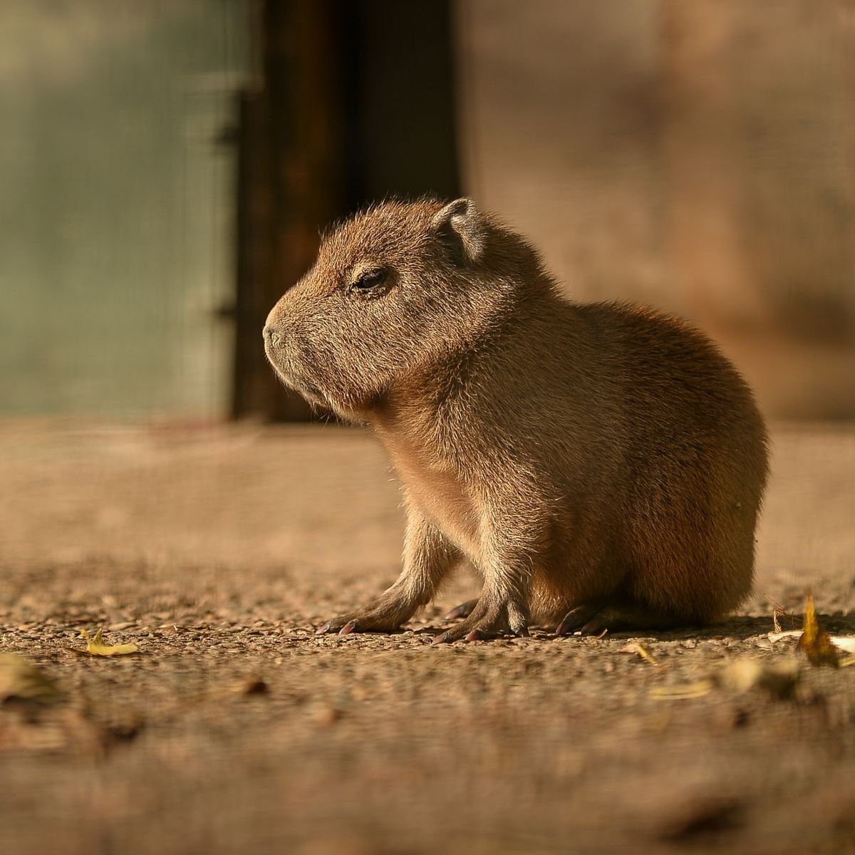 Meet the Adorable Capybara Teddy at Chester Zoo