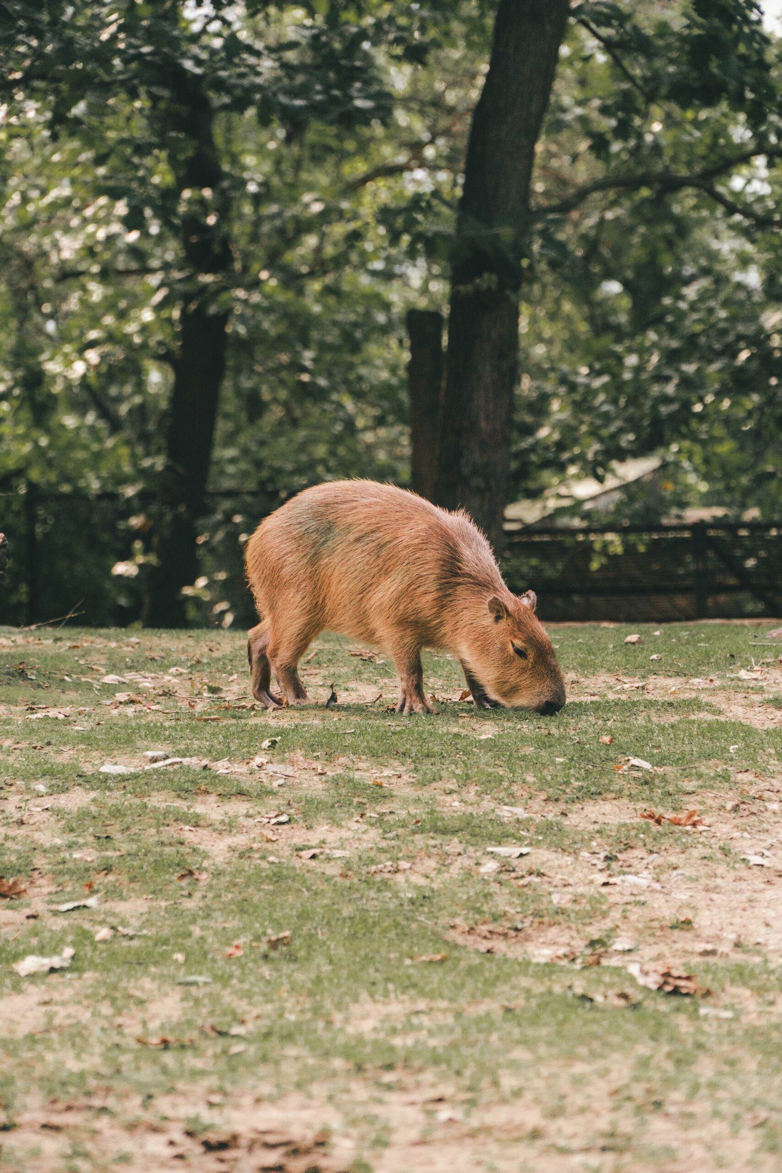 Playful Capybara Takes a Relaxing Bath in Orange Water