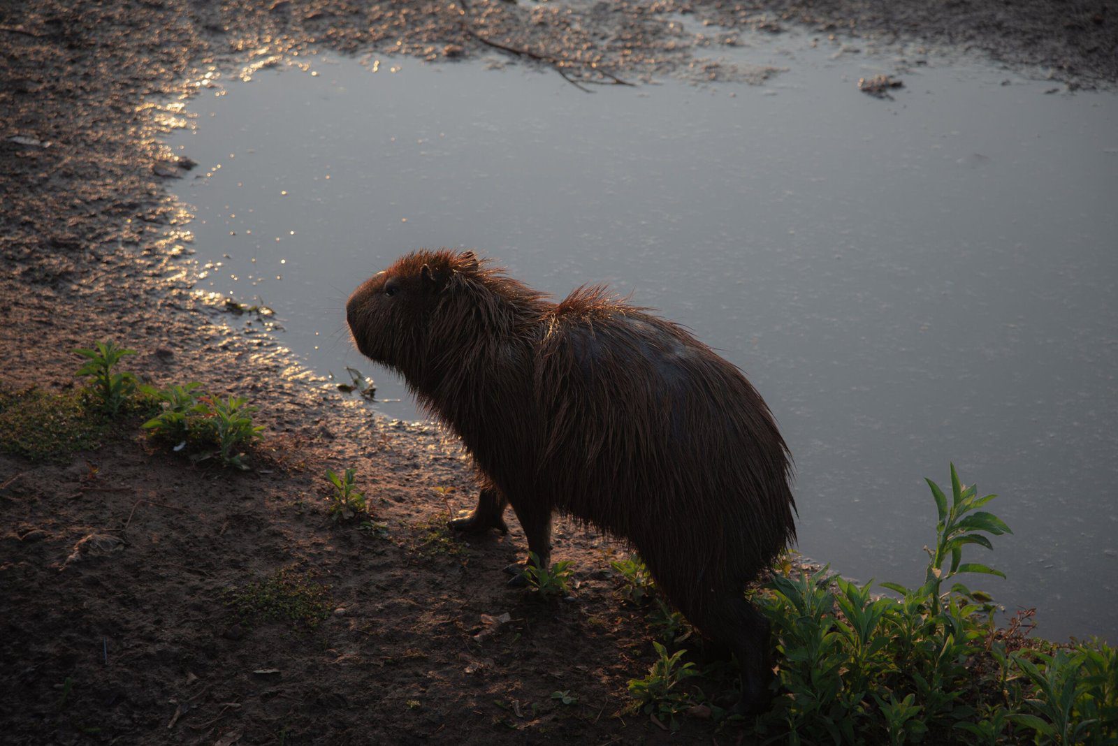 Playful Capybara Takes a Relaxing Bath in Orange Water