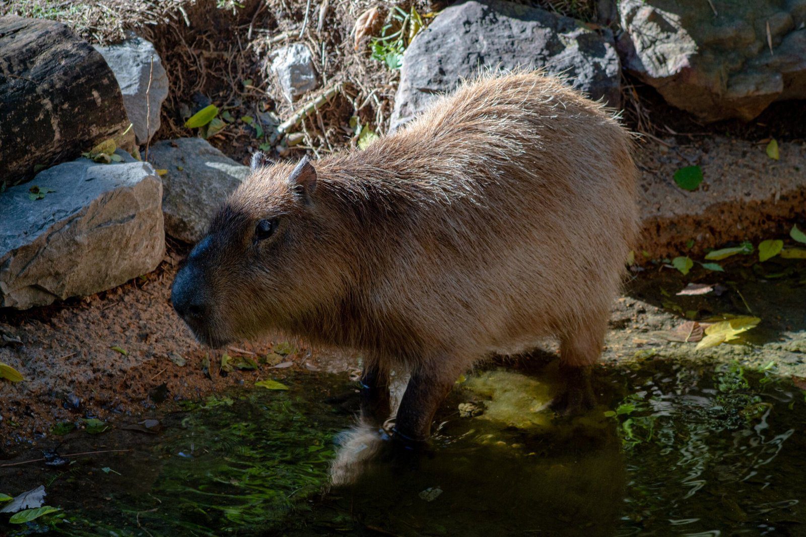Relaxing Moments: Capybara Chilling in Hot Tub