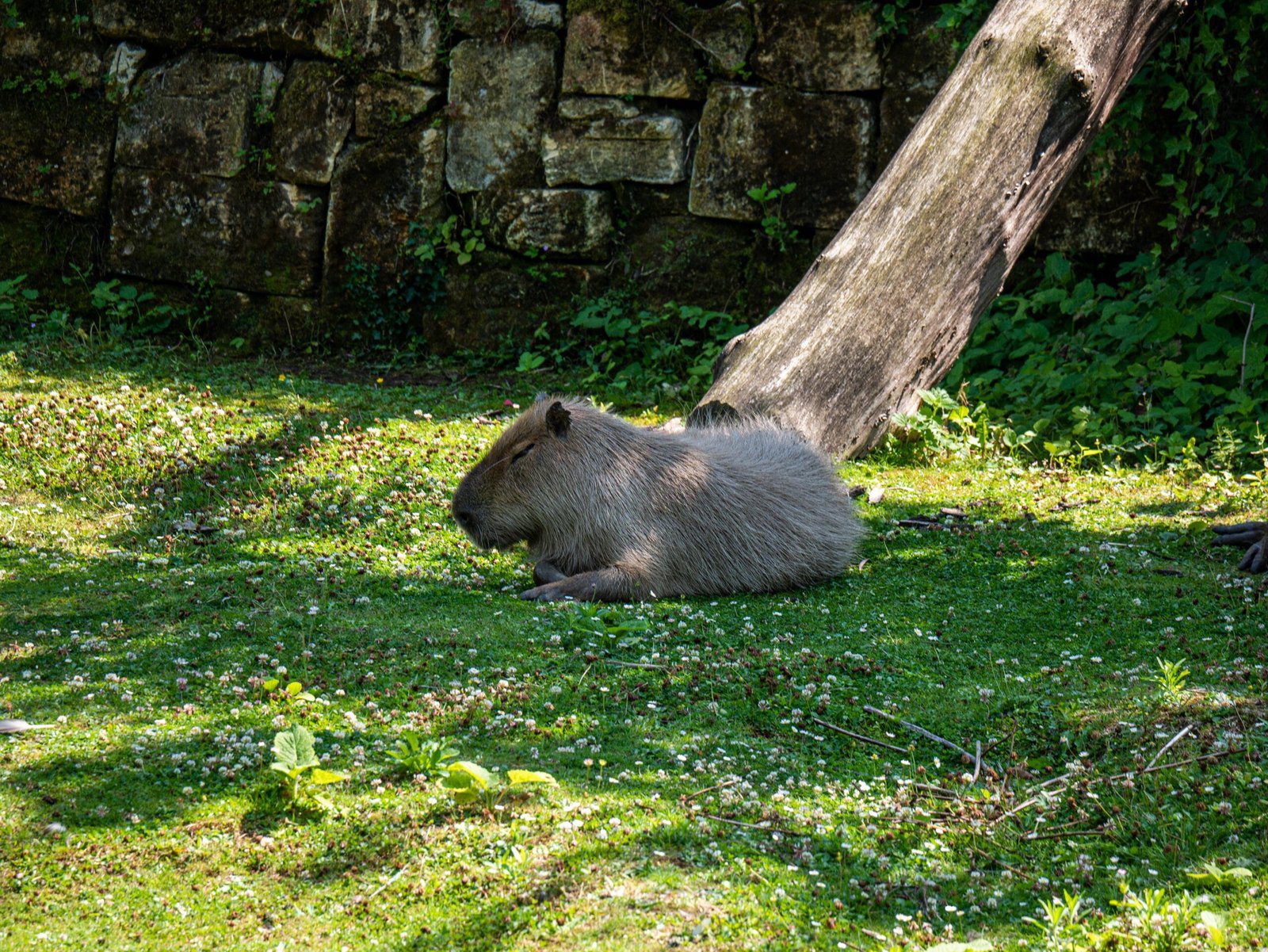 Sending Healing Vibes: Get Well Soon Capybara