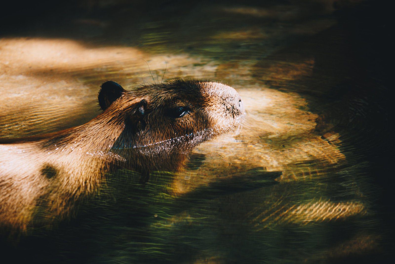 The Adorable Capybara: A Picture Showcase