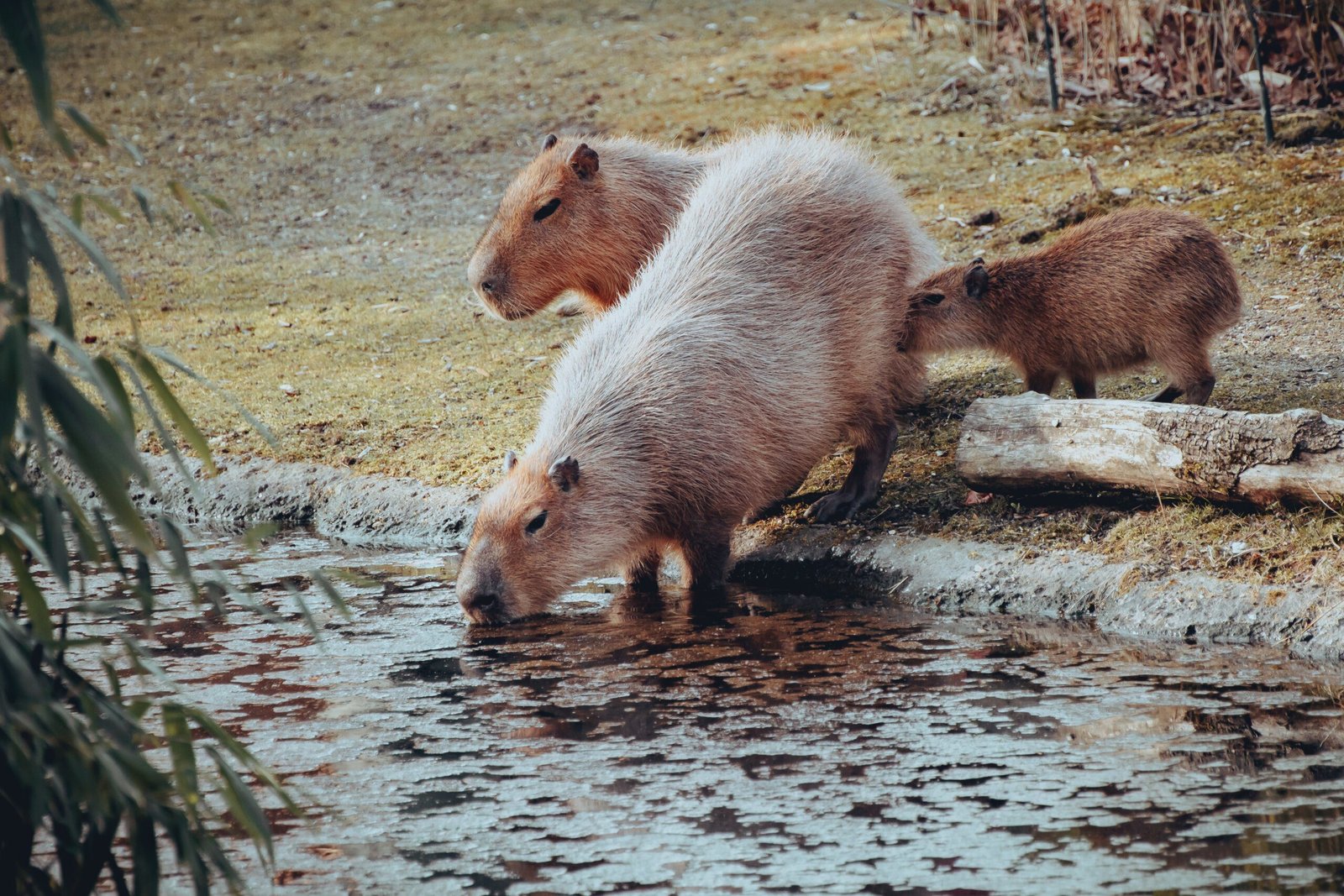 The Amazing Adaptations of Capybaras