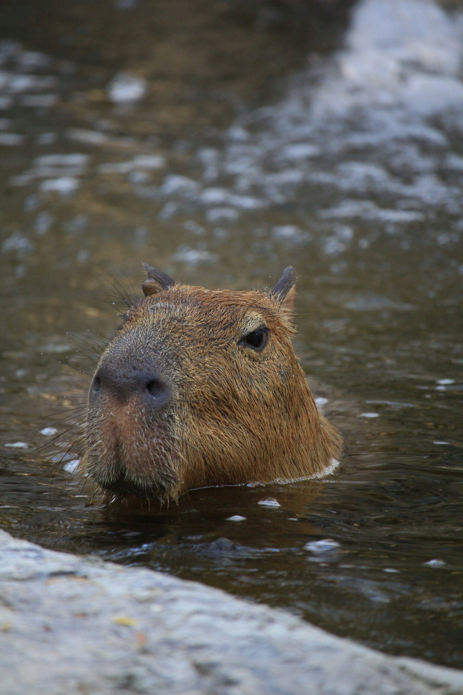 The Beloved Capybara: A Favorite Among Animals