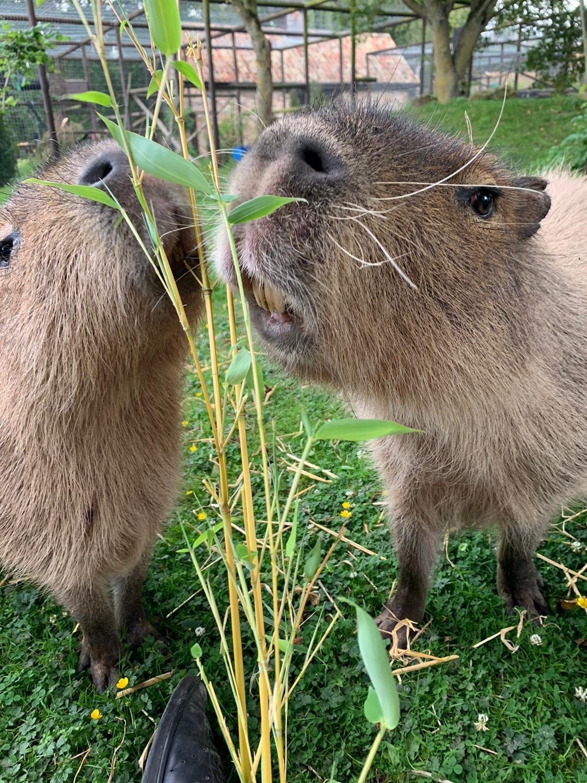 The Best Places to Find Capybara in the UK