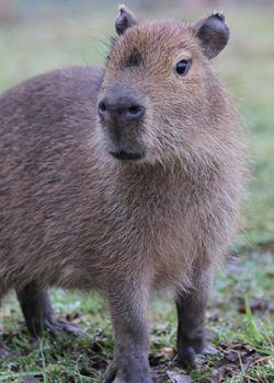 The Best Places to Find Capybara in the UK
