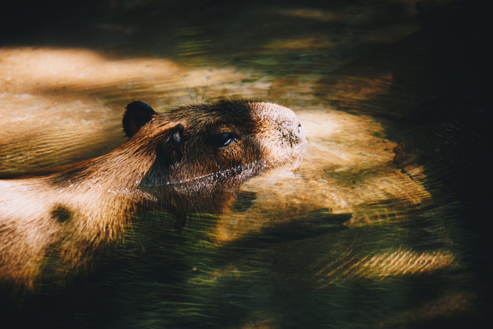 The Big Capybara Stuffed Animal