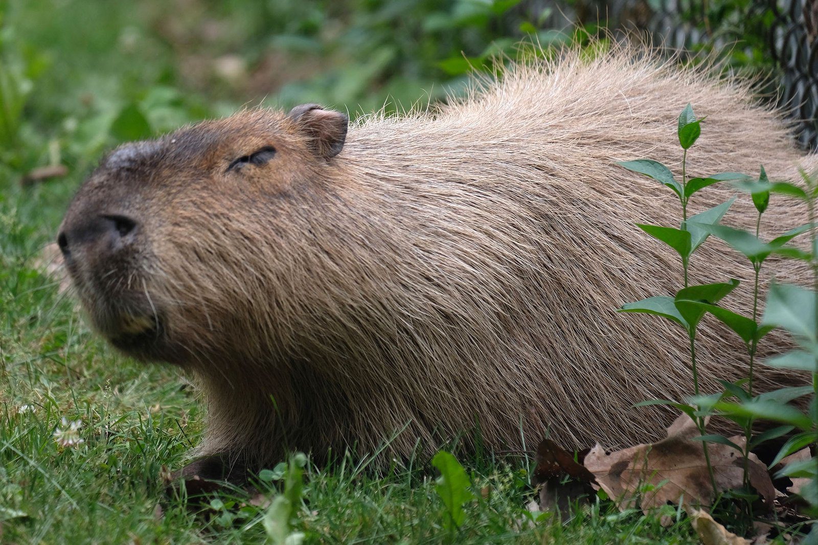 The Biggest Capybara Ever Documented
