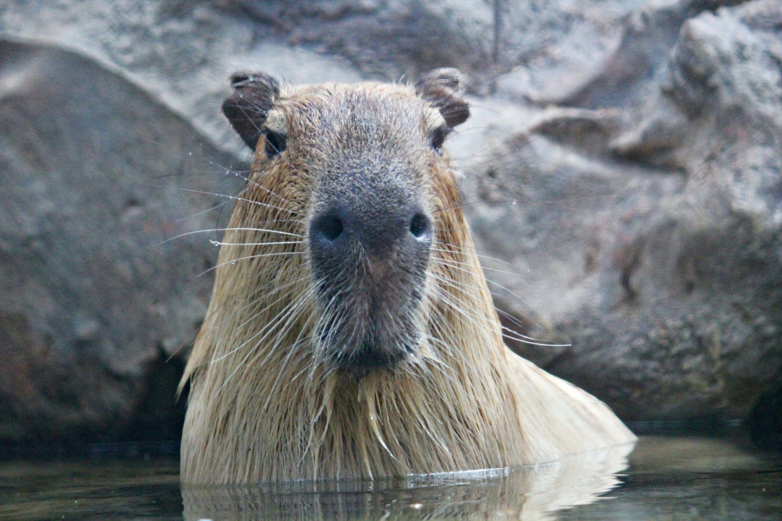 The Capybara: A Fascinating Rodent