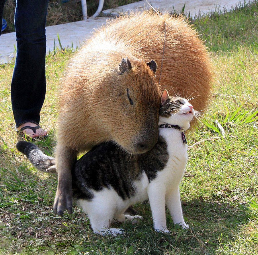 The Capybara: Everyones Friend