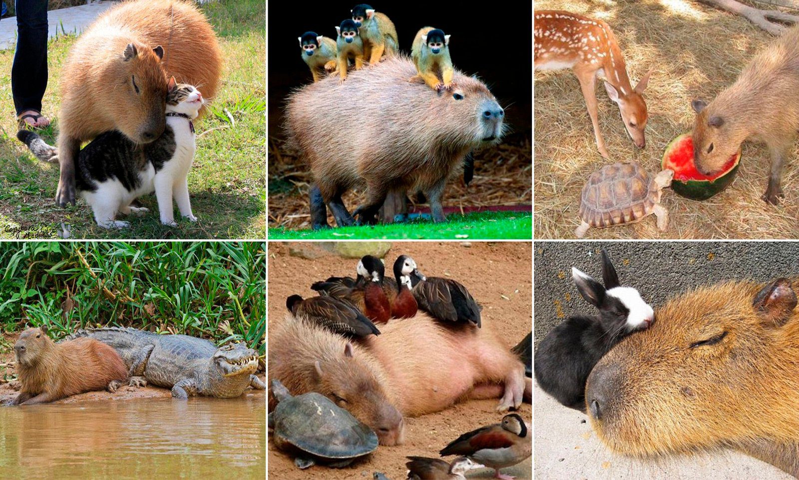 The Capybara: Everyones Friend