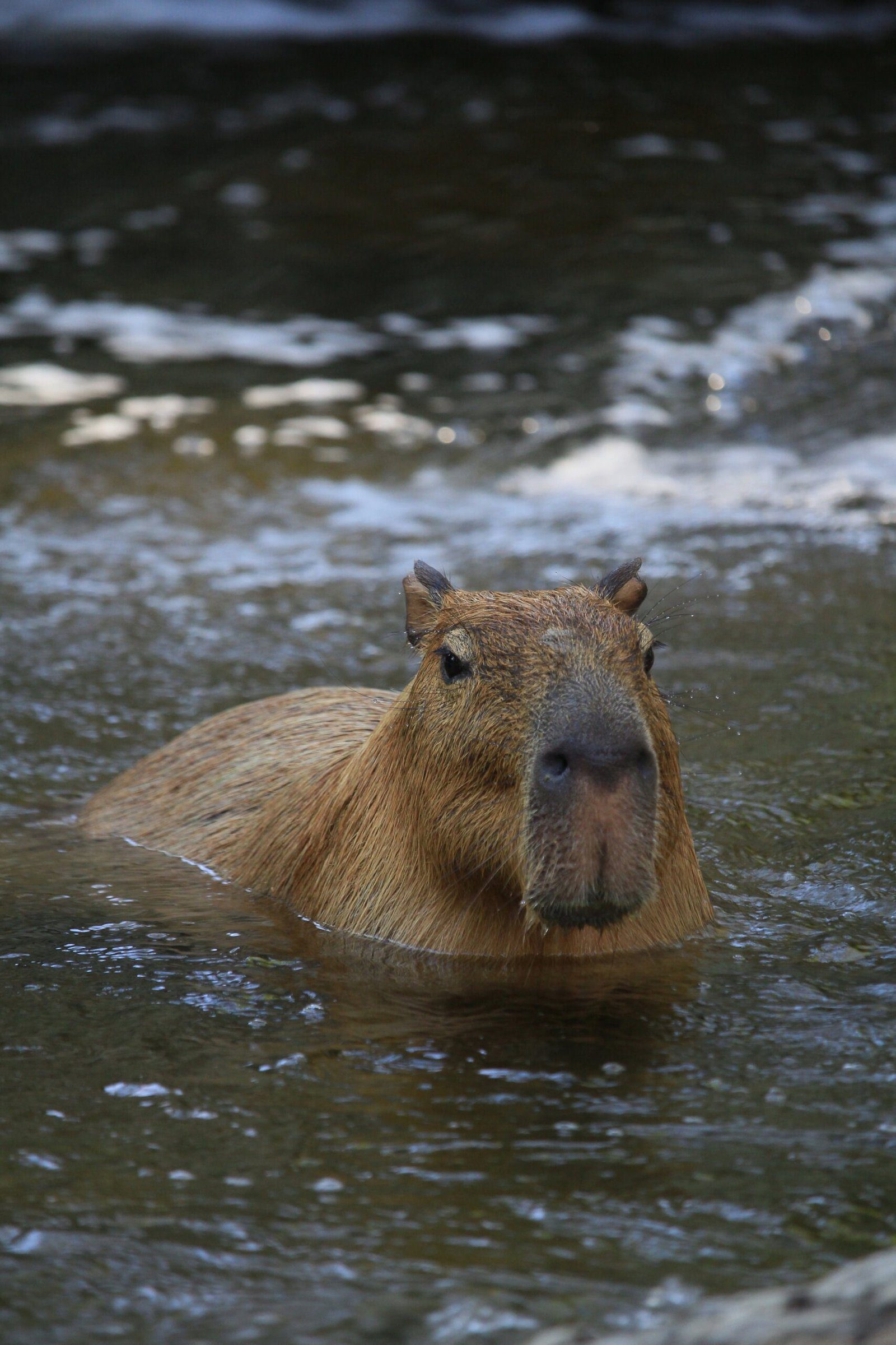 The Capybara with an Orange Crown