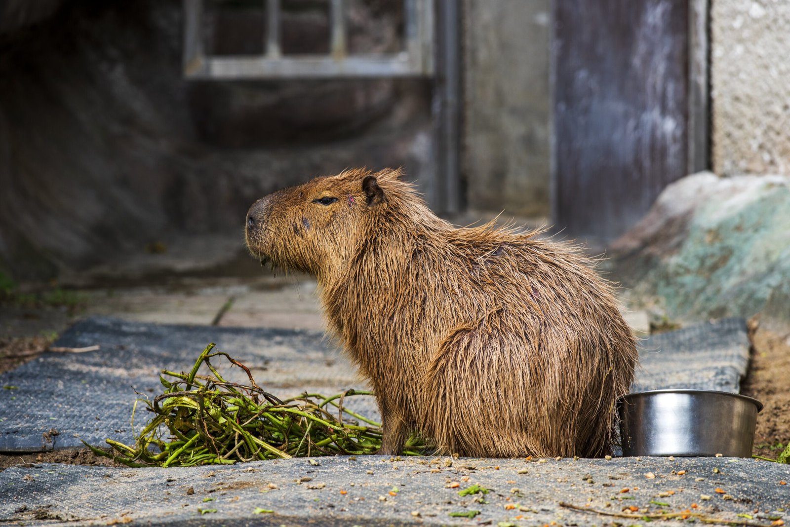 The Capybara with an Orange on its Head