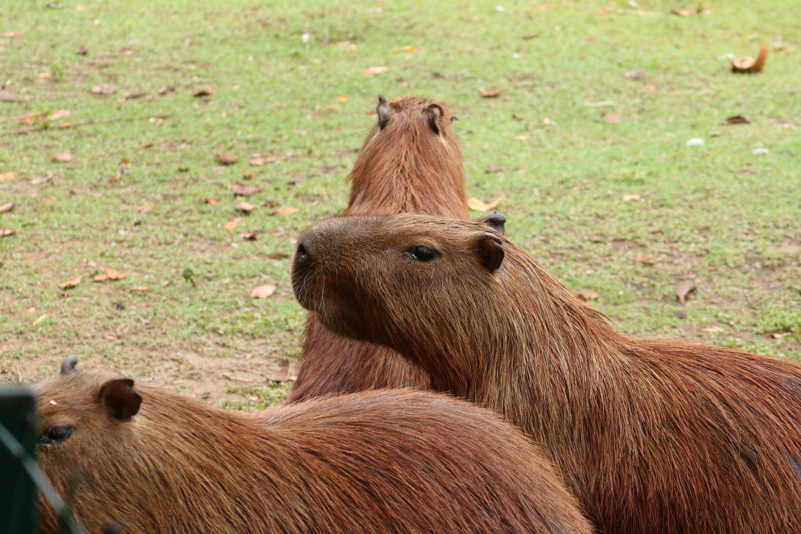 The Capybaras Visit to Santa Barbara Zoo
