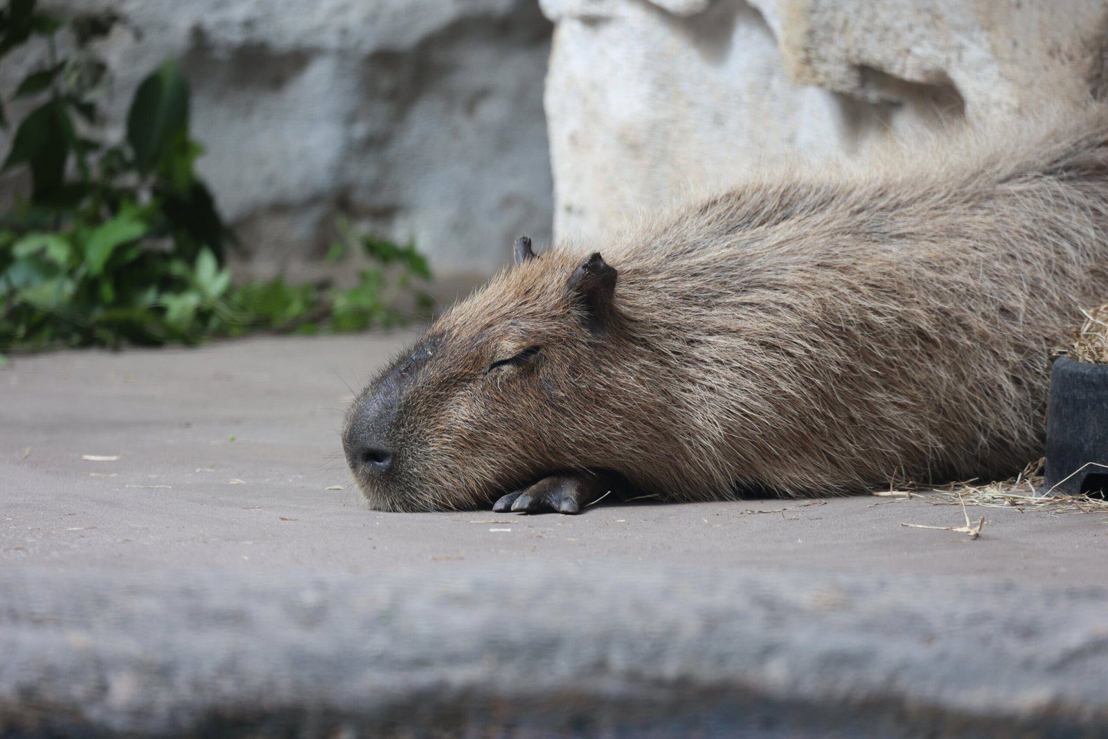 The Classy Capybara: A Top Hat Sensation