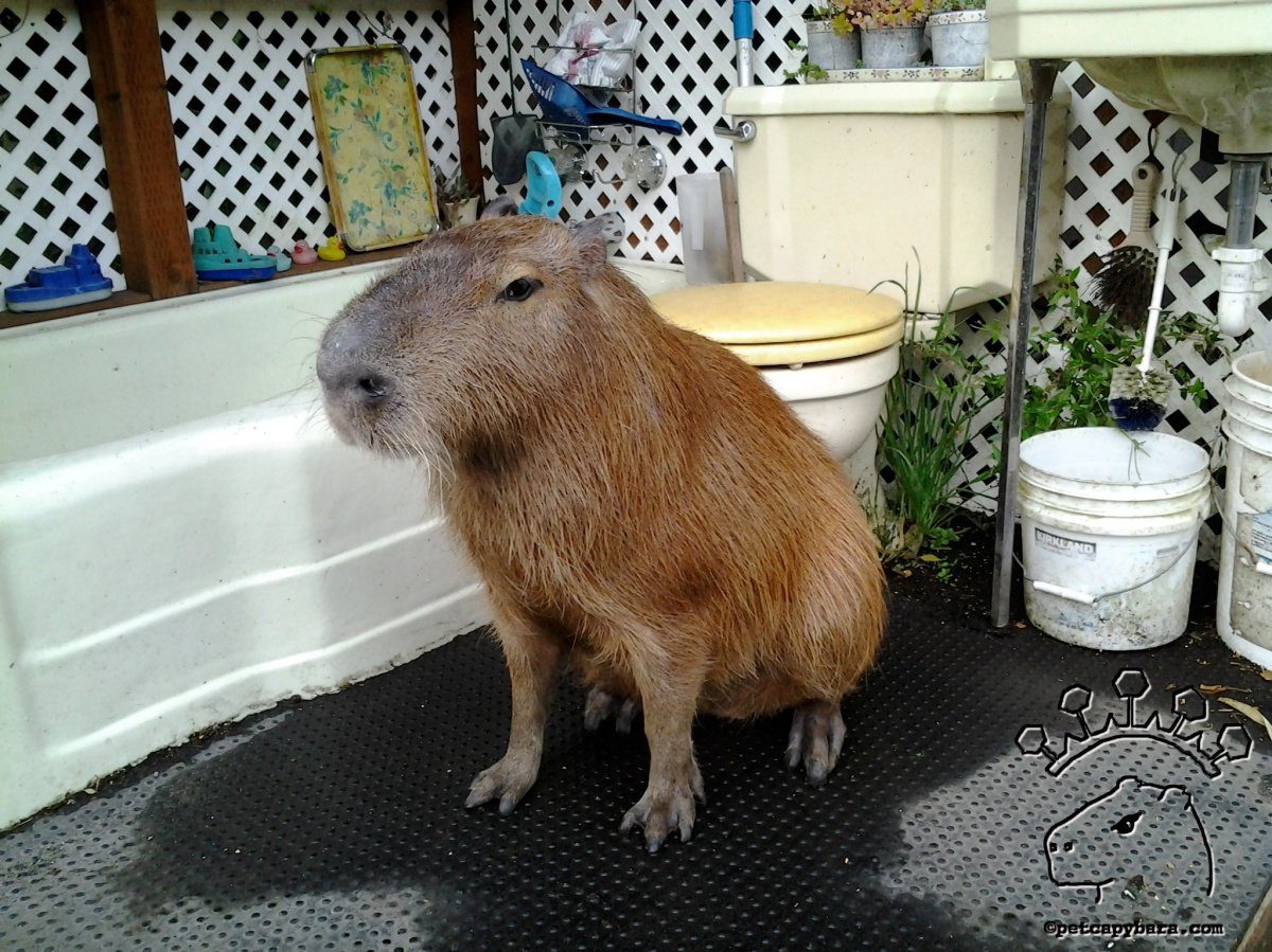 The Cost of Adopting a Capybara