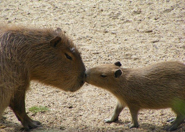 The Cost of Adopting a Capybara