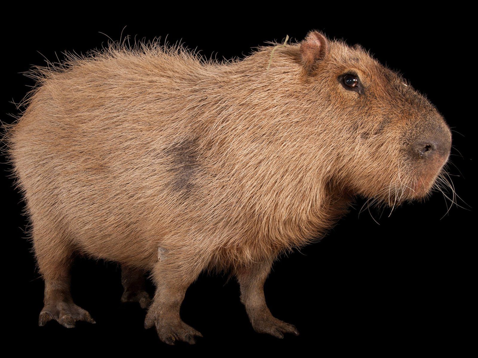 The Current Population of Capybaras