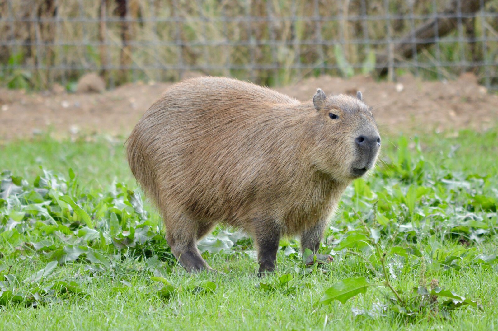 The Diet of Capybaras in the Amazon Rainforest