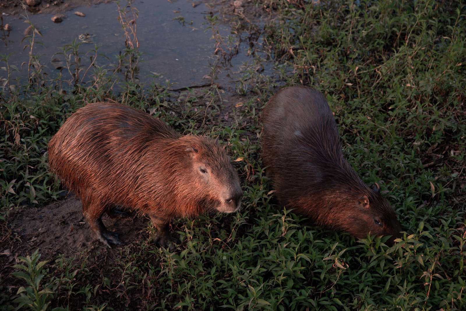 The Friendly Capybara: A Friend to All