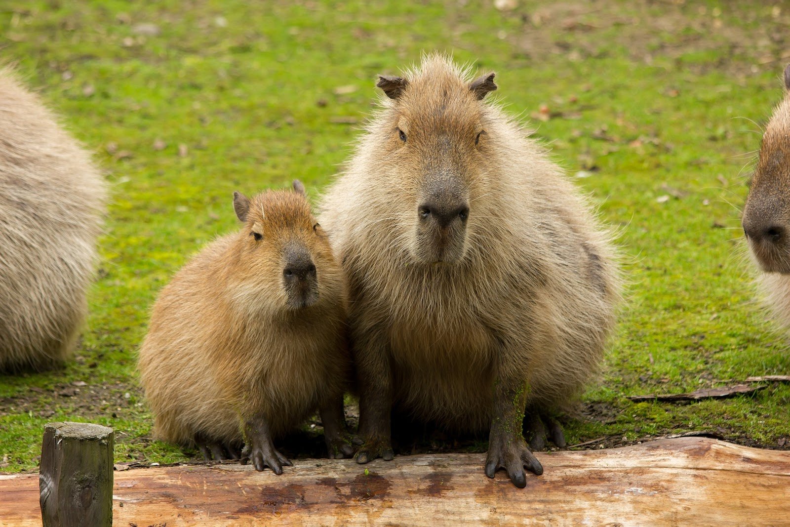 The Growth of Capybaras