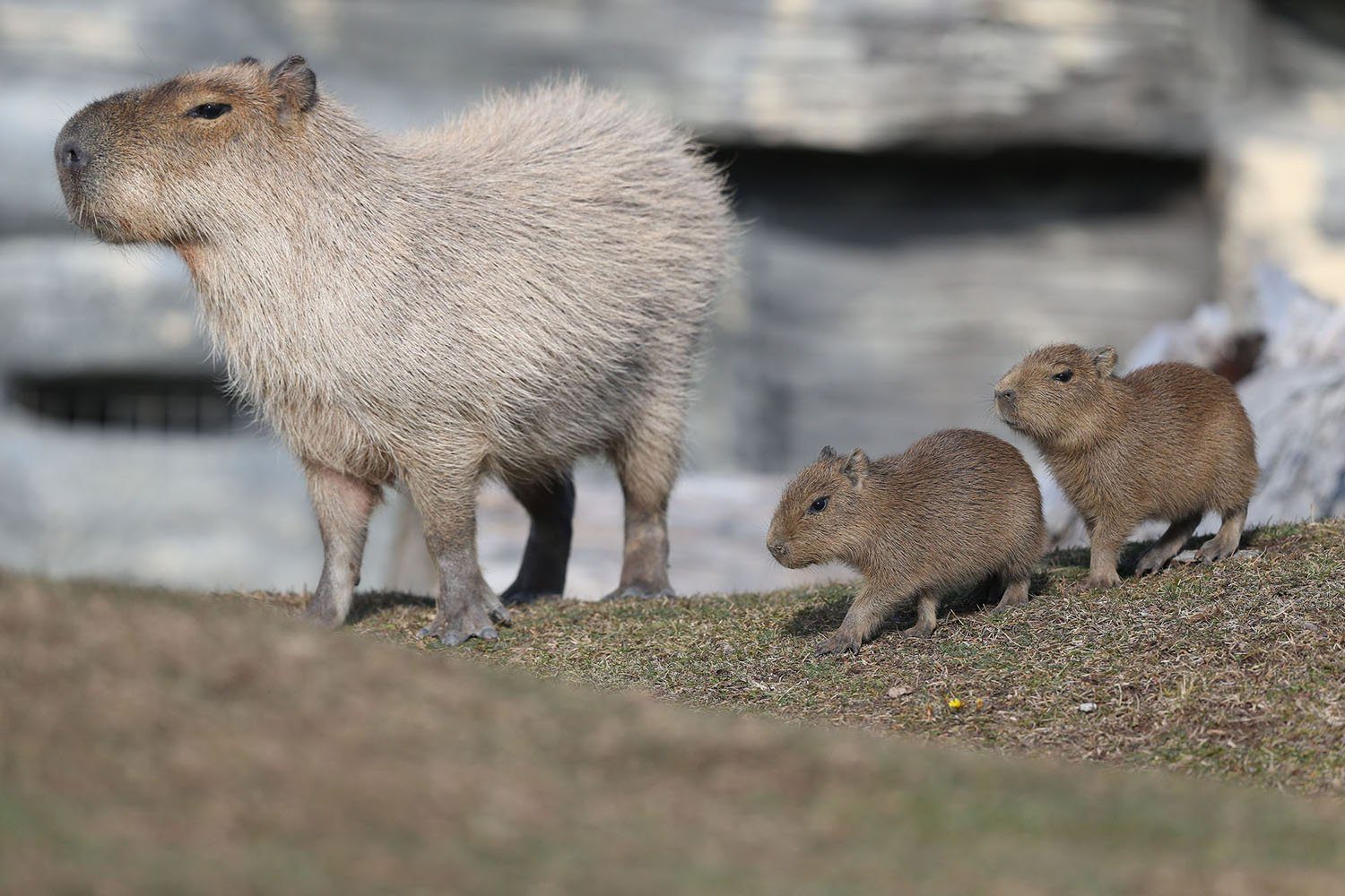 The Growth of Capybaras