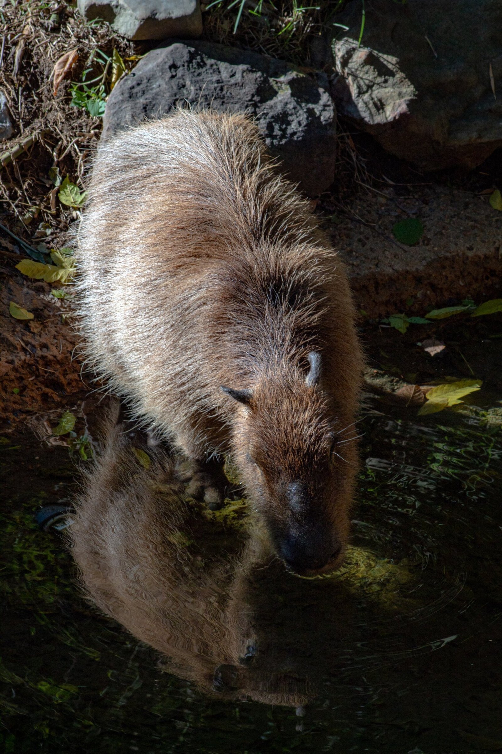 The Invasion of Capybaras in Argentina