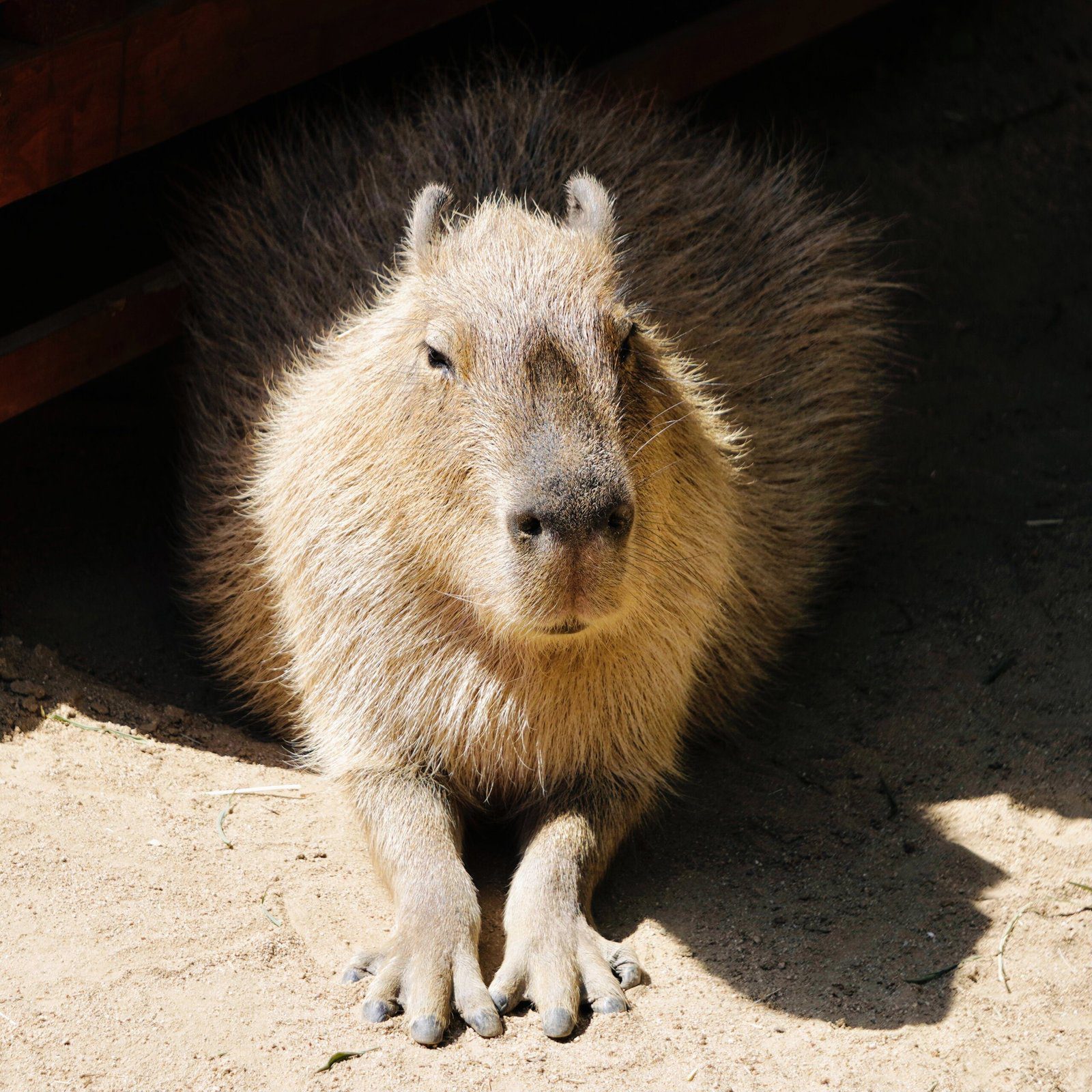 The Life of a Capybara