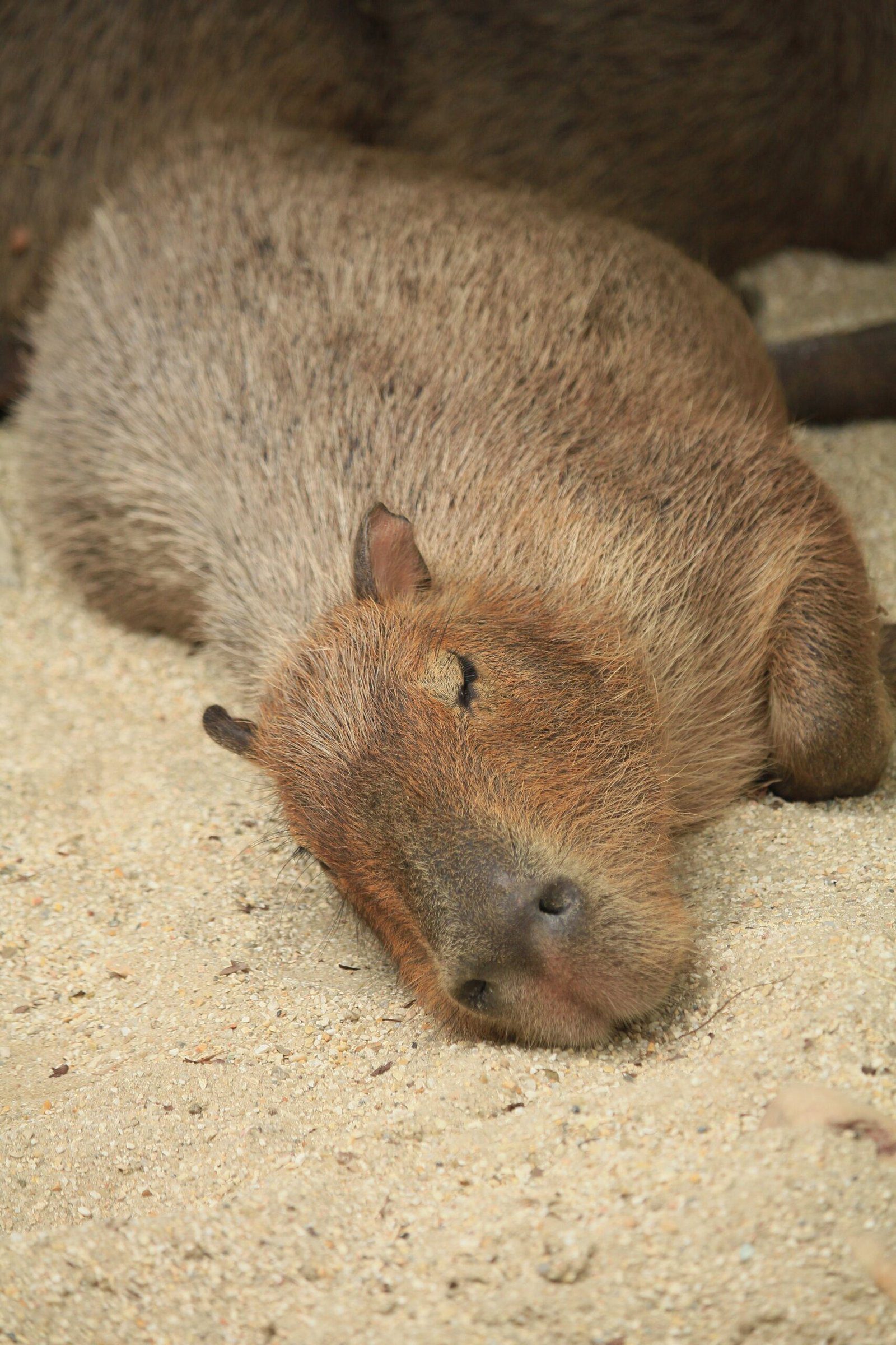 The Life of a Capybara