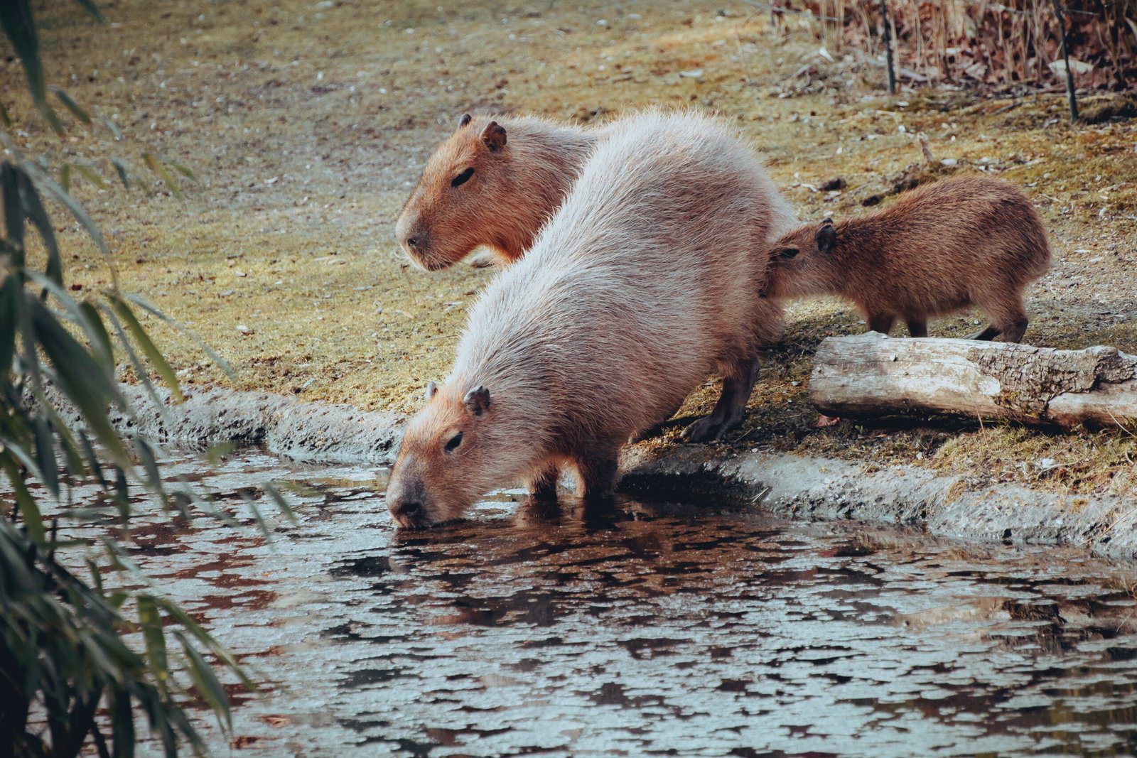 The Lifespan of Capybaras