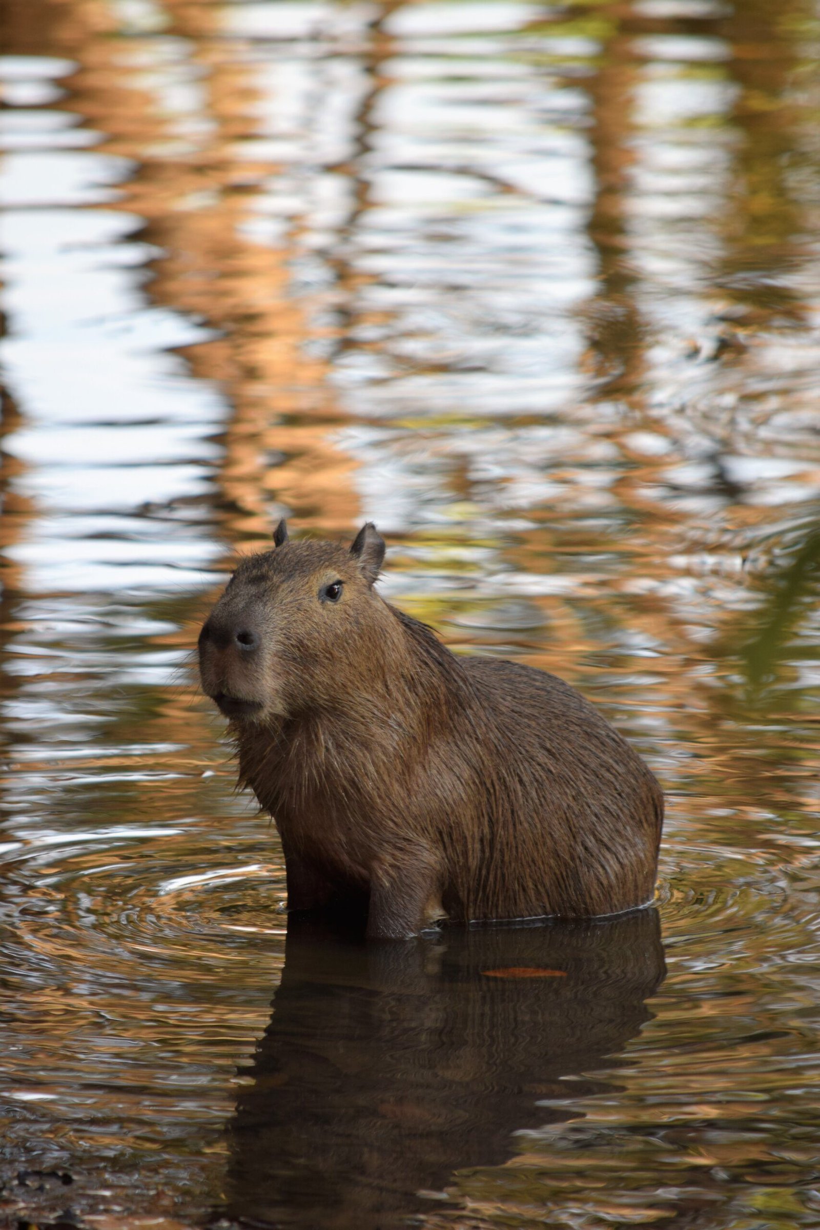 The Most Chill Animal: The Capybara