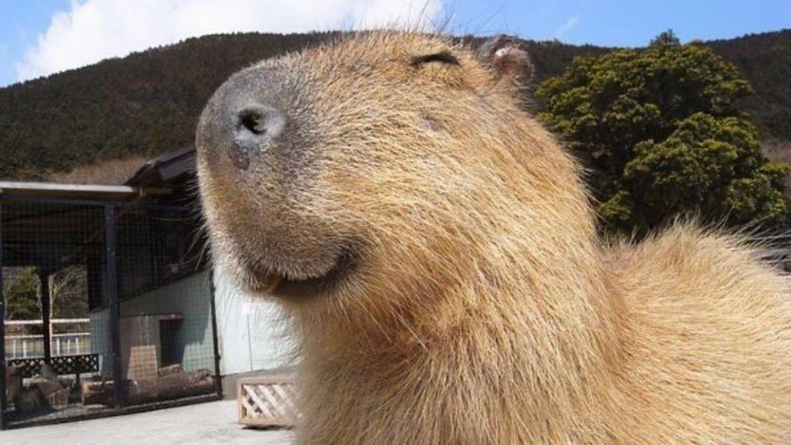 The origins of the capybara meme