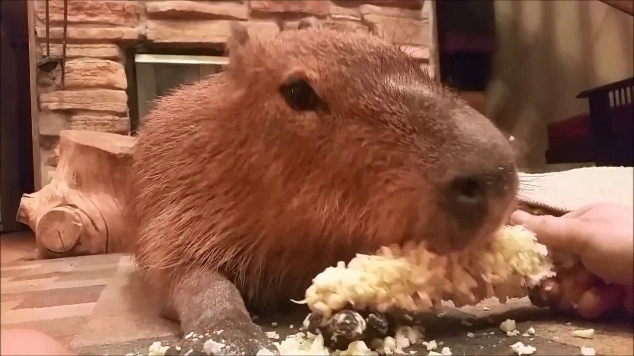 The Popcorn-Scented Mystery of the Capybara