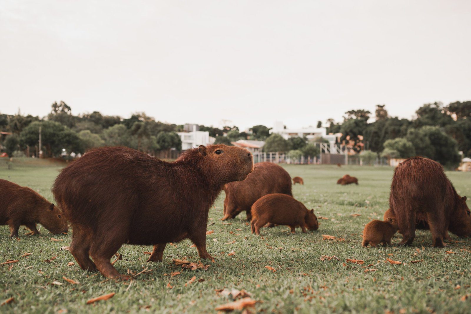 The Population of Capybaras in the World
