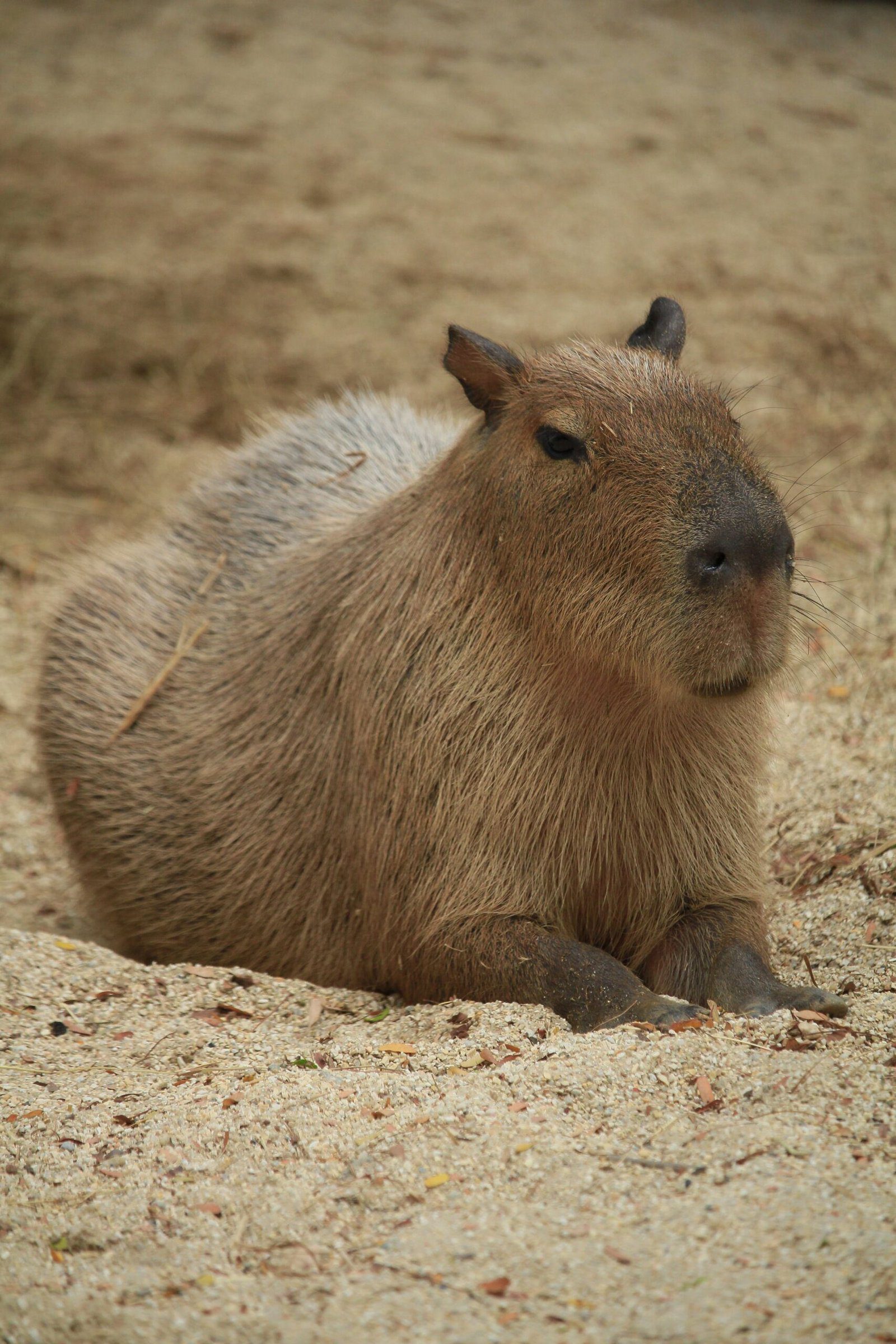 The Price of Capybaras: Are They Affordable?