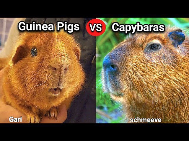 The Similarities and Differences Between Capybaras and Guinea Pigs