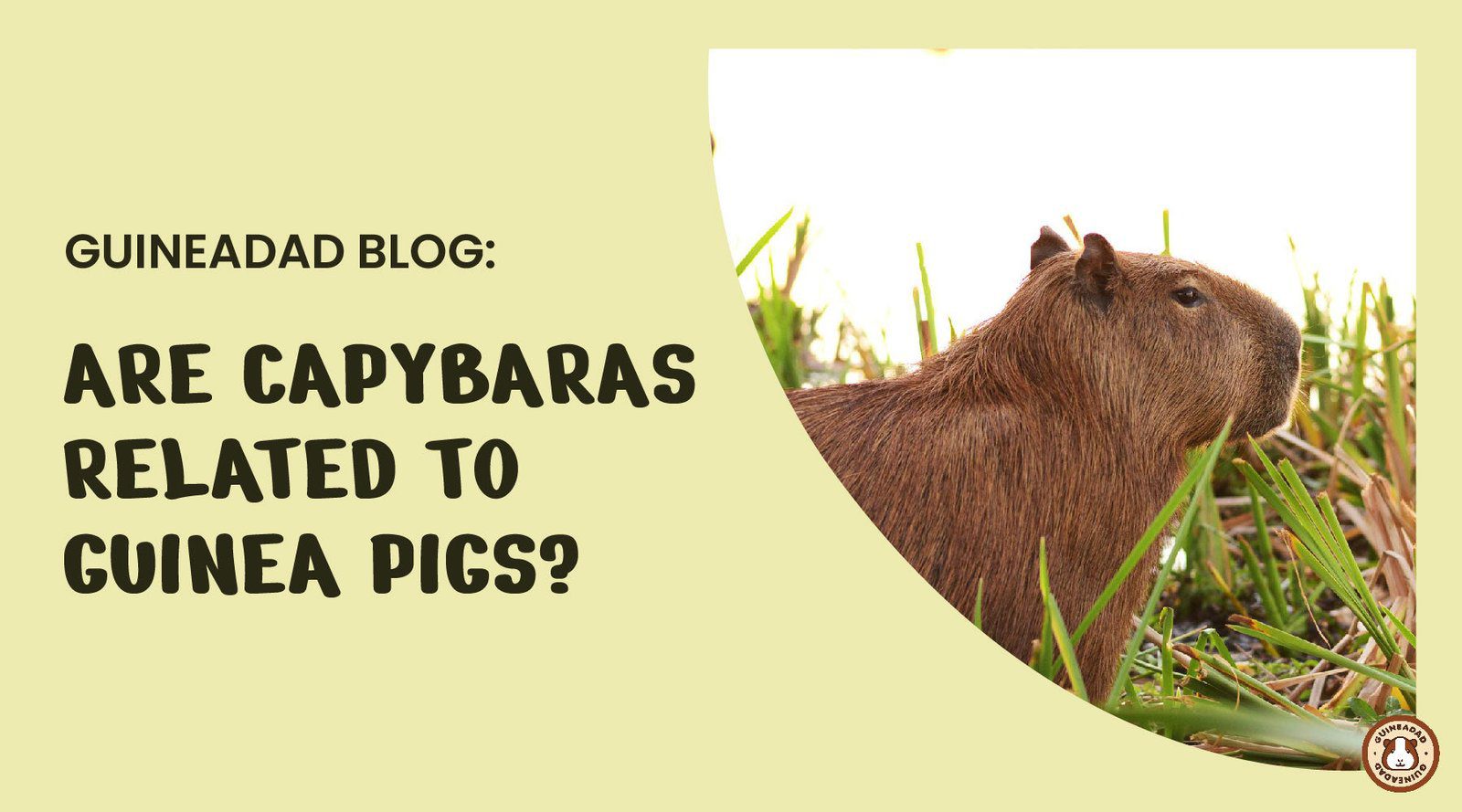 The Similarities and Differences Between Capybaras and Guinea Pigs